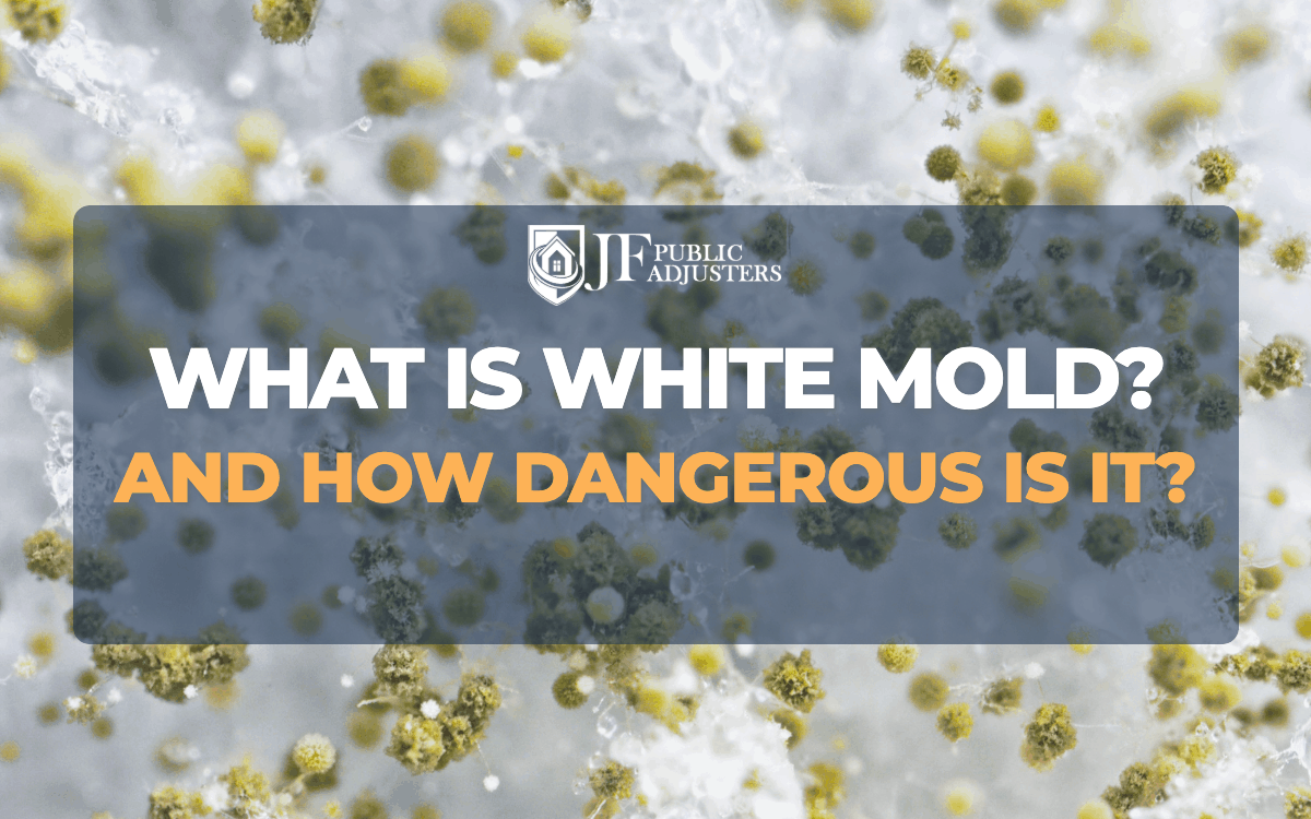 What is white mold and how dangerous is it feature image