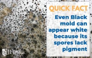 White Mold Facts