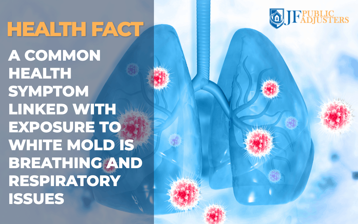 what-is-white-mold-and-how-dangerous-is-it-jf-public-adjusters
