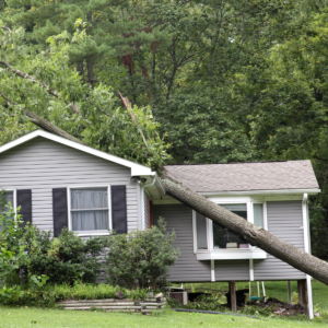 roof damage from fallen tree